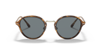 Brown Tortoise
