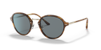 Brown Tortoise