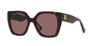 Tortoise  - Brown