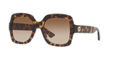Tortoise  - Brown