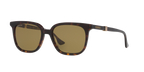 Tortoise