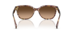 Tortoise
