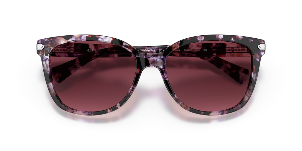 Purple Tortoise