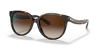 Dark Tortoise