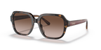 Dark Tortoise