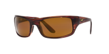 Tortoise Bronze