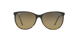 Tortoise Brown