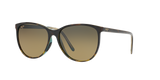 Tortoise Brown