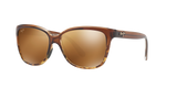 Translucent Chocolate Tortoise