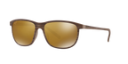 Tortoise Brown