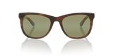 Brown Shiny