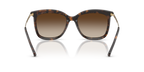 Dark Tortoise