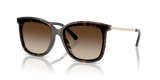 Dark Tortoise