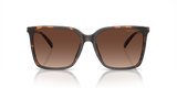 Dark Tortoise