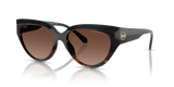 Black Tortoise Gradient - Dark Brown Gradient Polar