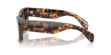 Saddle Tortoise