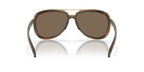 Brown Tortoise