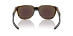 Brown Tortoise