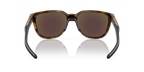 Brown Tortoise