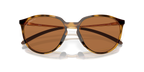 Polished Brown Tortoise