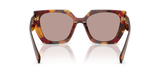 Poppy Tortoise