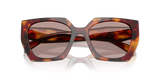 Poppy Tortoise