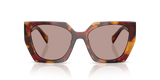 Poppy Tortoise