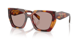 Poppy Tortoise