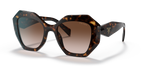 Tortoise