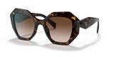 Tortoise  - Brown Gradient