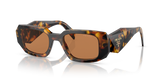Honey Tortoise  - Dark Brown