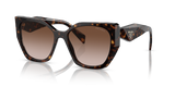 Tortoise  - Brown Gradient