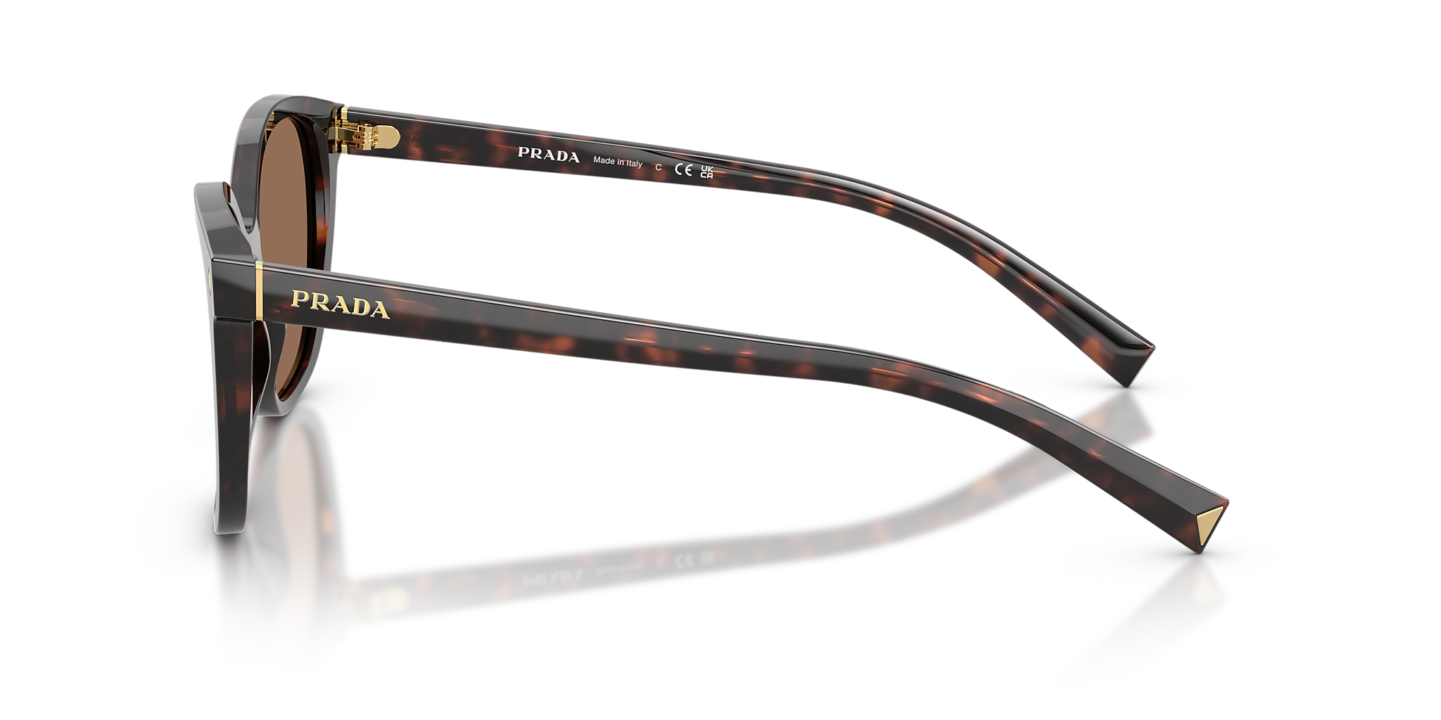 Tartaruga Radica