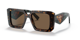 Tortoise  - Dark Brown