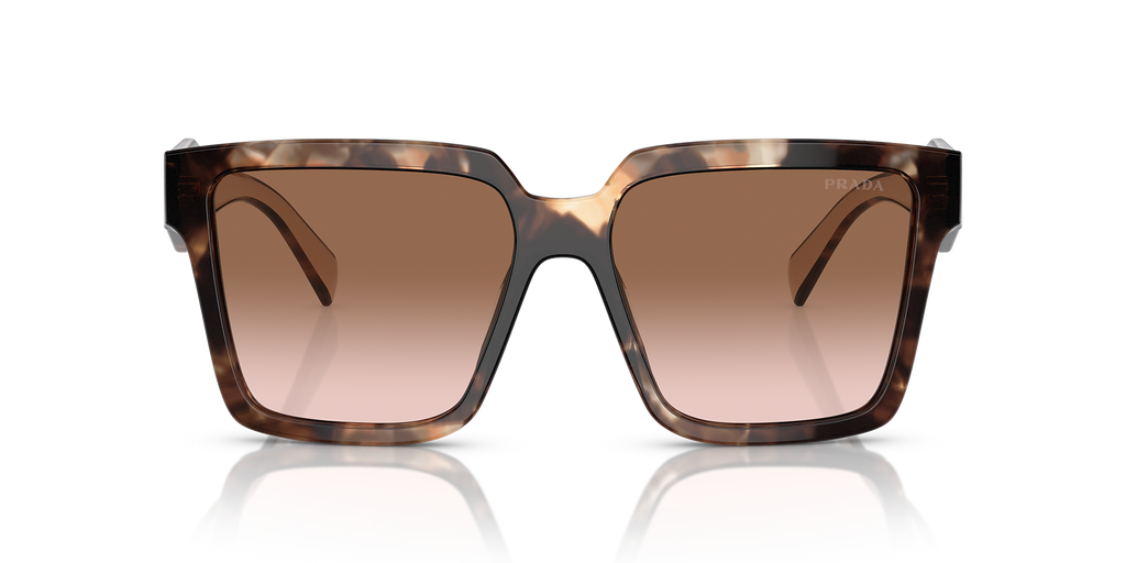 Caramel Tortoise