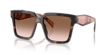 Mauve Tortoise