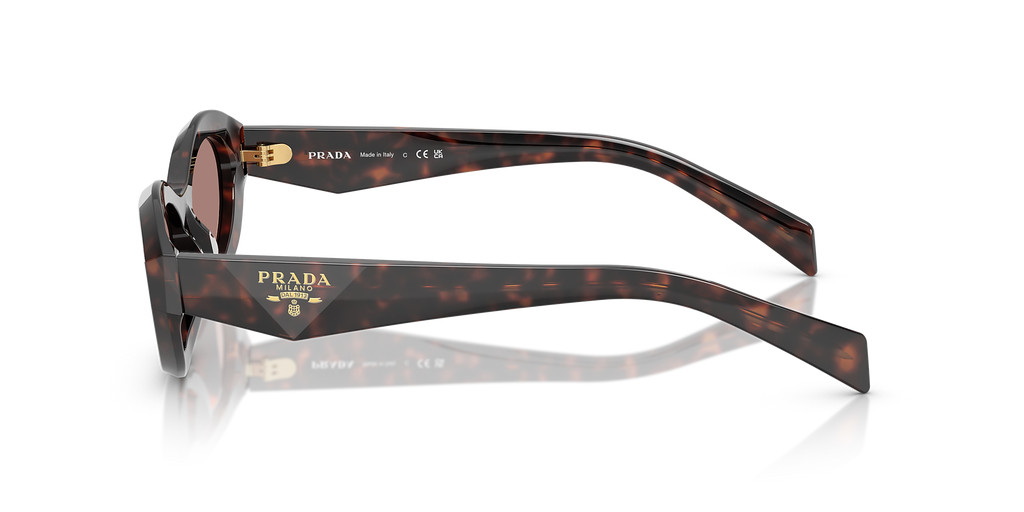 Root Tortoise