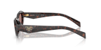 Root Tortoise