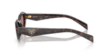 Root Tortoise