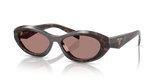 Root Tortoise