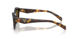 Root Tortoise