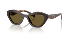 Root Tortoise