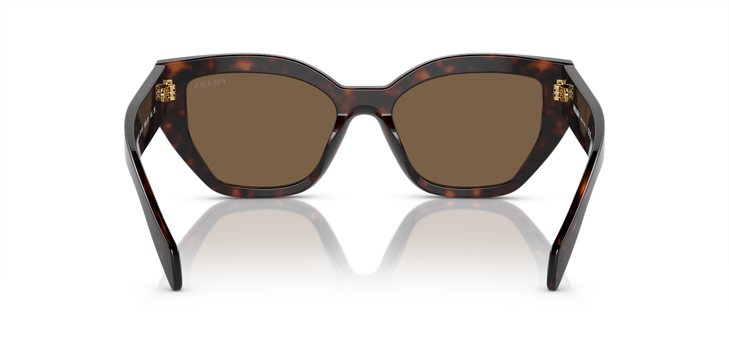 Briar Tortoise