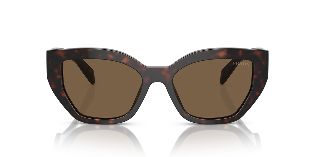 Briar Tortoise