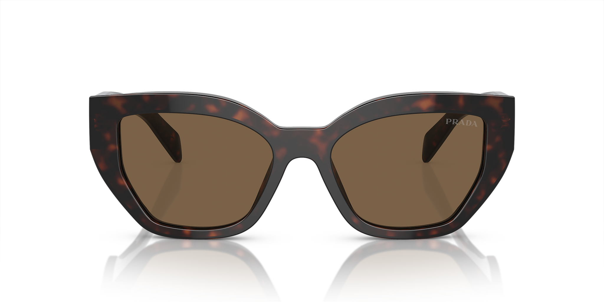 Briar Tortoise