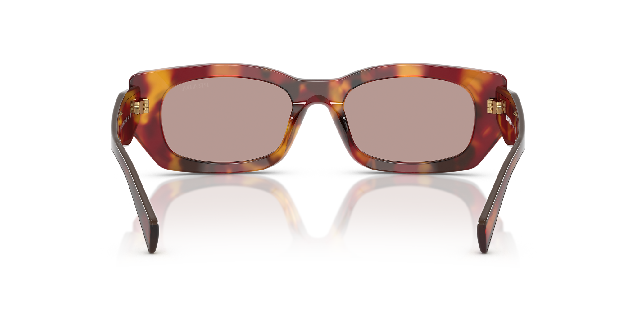 Poppy Tortoise