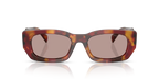 Poppy Tortoise