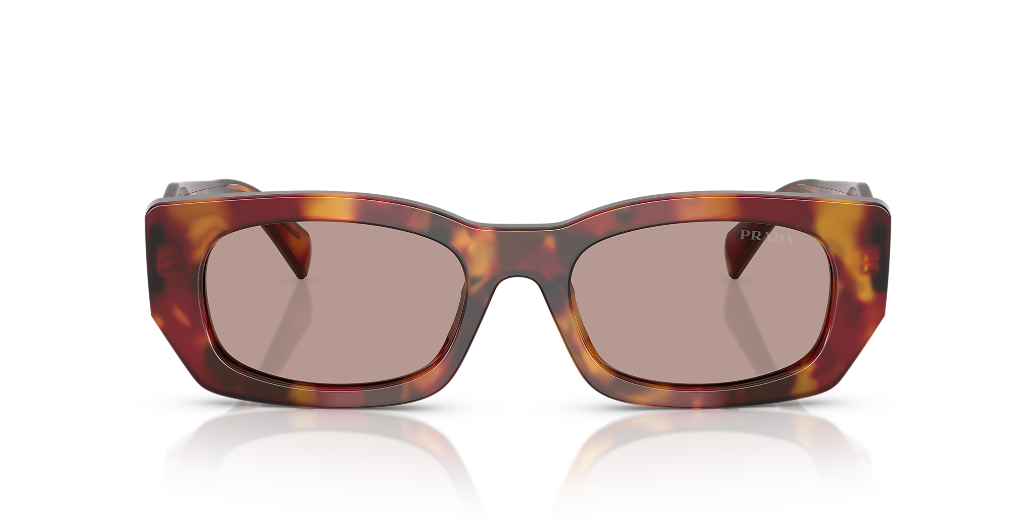 Poppy Tortoise