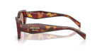 Poppy Tortoise