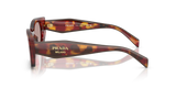 Poppy Tortoise
